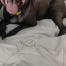 %name%, a %color% %breed% %type%