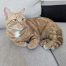 Tajin