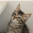 {petName}, a Dark-grey, Dark-brown Domestic Shorthair Cat