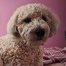 %name%, a %color% %breed% %type%