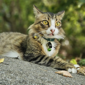 Juca, a White, Cream, Light-brown, Dark-brown, Dark-blue Withou bread Cat
