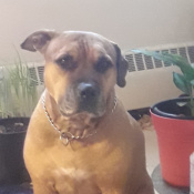 Bullet, a Tan, White Staffordshire - Mix Dog