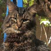 Sammy, a Black & Brown Domestic Longhair Cat