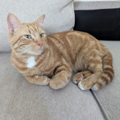 Tajin, a Orange, White Domestic Shorthair Cat