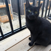 Negro, a Black Domestic Shorthair Cat