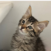 Gigi, a Dark-grey, Dark-brown Domestic Shorthair Cat
