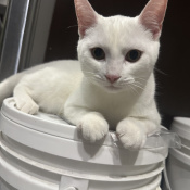 Beast, a White Khao Manee Mix Cat