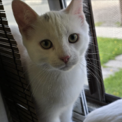 Chungus, a White American Shorthair Cat