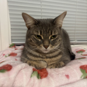Mimi, a Light-grey, Grey, Cream, Dark-grey, White, Black Bengal Cat