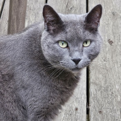 Alexei, a Grey, Silver Domestic Sh Cat
