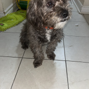 Caesar aka Ceazy, a Dark-grey Shih Poo (Shih Tzu + Poodle) Dog