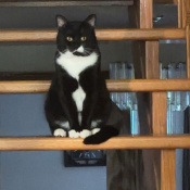Kutoor, a White, Black Domestic Shorthair Cat