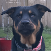 Aurora, a Black, Tan, White Rottweiler Mix Dog