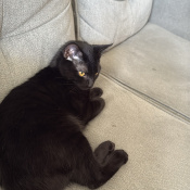 Kiki, a Black Bombay Mix Cat