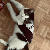 Mimi, a White, Black Siberian Cat