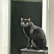 Raven, a Black Domestic Shorthair Cat
