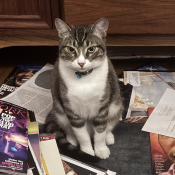 Clara, a White, Light-grey, Black, Brown Domestic Shorthair Cat