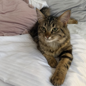 Albina, a Black, Dark-brown, Dark-grey, Light-brown, Cream long-haired tabby Cat