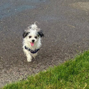 Deisy, a Grey, White Shih Tzu Dog