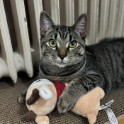 Junie, a Black, Dark-grey, Grey Domestic Shorthair Cat