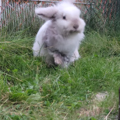 Houdini Bunny, a White, Light-grey, Light-brown Rabbit Cat