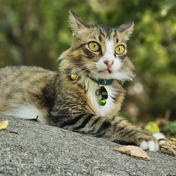 {petName}, a White, Cream, Light-brown, Dark-brown, Dark-blue Withou bread Cat