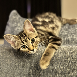 {petName}, a Grey Domestic Shorthair Cat