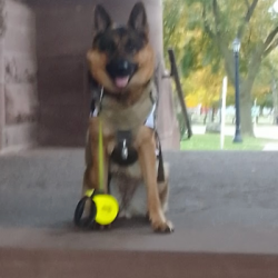 %name%, a %color% %breed% %type%