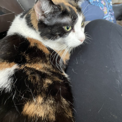 {petName}, a White, Dark-grey, Black, Cream, Fawn, Orange, Red, Chocolate, Dark-brown Calico  Cat