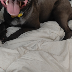 %name%, a %color% %breed% %type%