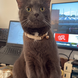 {petName}, a Grey Domestic Shorthair Cat
