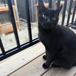 {petName}, a Black Domestic Shorthair Cat