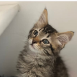 {petName}, a Dark-grey, Dark-brown Domestic Shorthair Cat