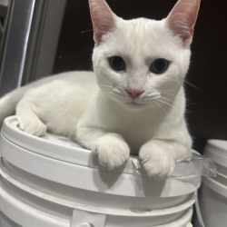 {petName}, a White Khao Manee Mix Cat