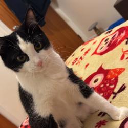 {petName}, a Black, White Doméstica shortair Cat