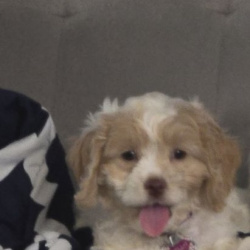 %name%, a %color% %breed% %type%