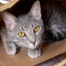 {petName}, a Grey Domestic Shorthair Cat