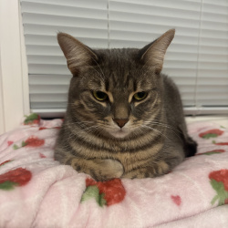 {petName}, a Light-grey, Grey, Cream, Dark-grey, White, Black Bengal Cat