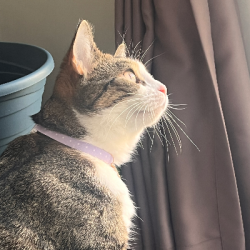 {petName}, a Brown Domestic Shorthair Cat
