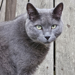 %name%, a %color% %breed% %type%