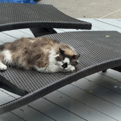 {petName}, a White, Black, Brown Ragdoll Cat