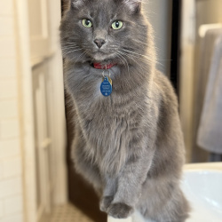 {petName}, a Grey, White Domestic Mediumhair Cat