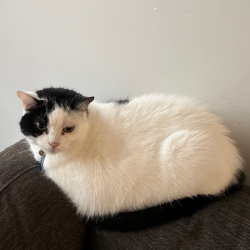 {petName}, a White, Black Domestic Sh Cat