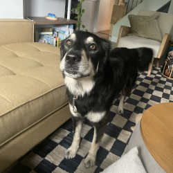 {petName}, a Black, Tan, Cream Border Collie Dog