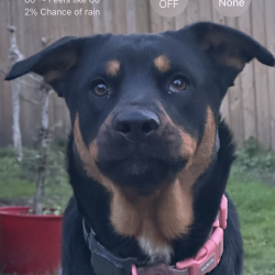 {petName}, a Black, Tan, White Rottweiler Mix Dog