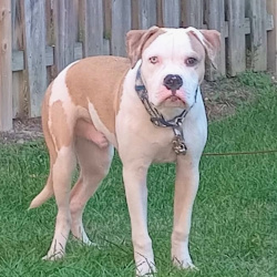 {petName}, a White, Golden American bully xxl Dog