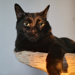 %name%, a %color% %breed% %type%
