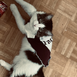 {petName}, a White, Black Siberian Cat