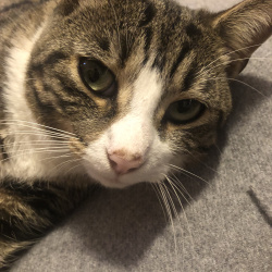 {petName}, a Brown, Dark-grey, Apricot Domestic Shorthair Cat