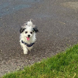 {petName}, a Grey, White Shih Tzu Dog
